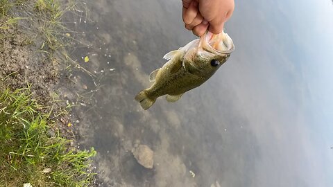 Catch and release largemouth bass