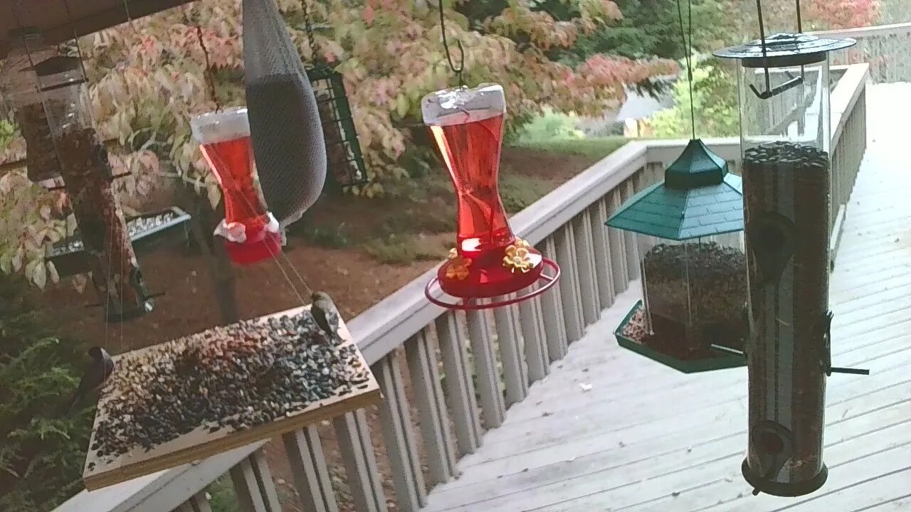 Live Oct 02 2021 Bird Feeder in Asheville NC. In the mountains