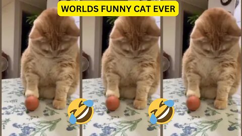 world funny cat ever