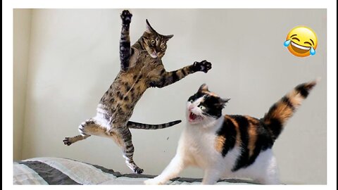Funny animals - Funny cats dogs - Funny animal videos 2023