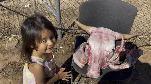 Two year old touches cow eyeball