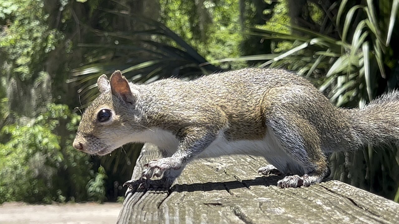 Curious squirrel checking us out