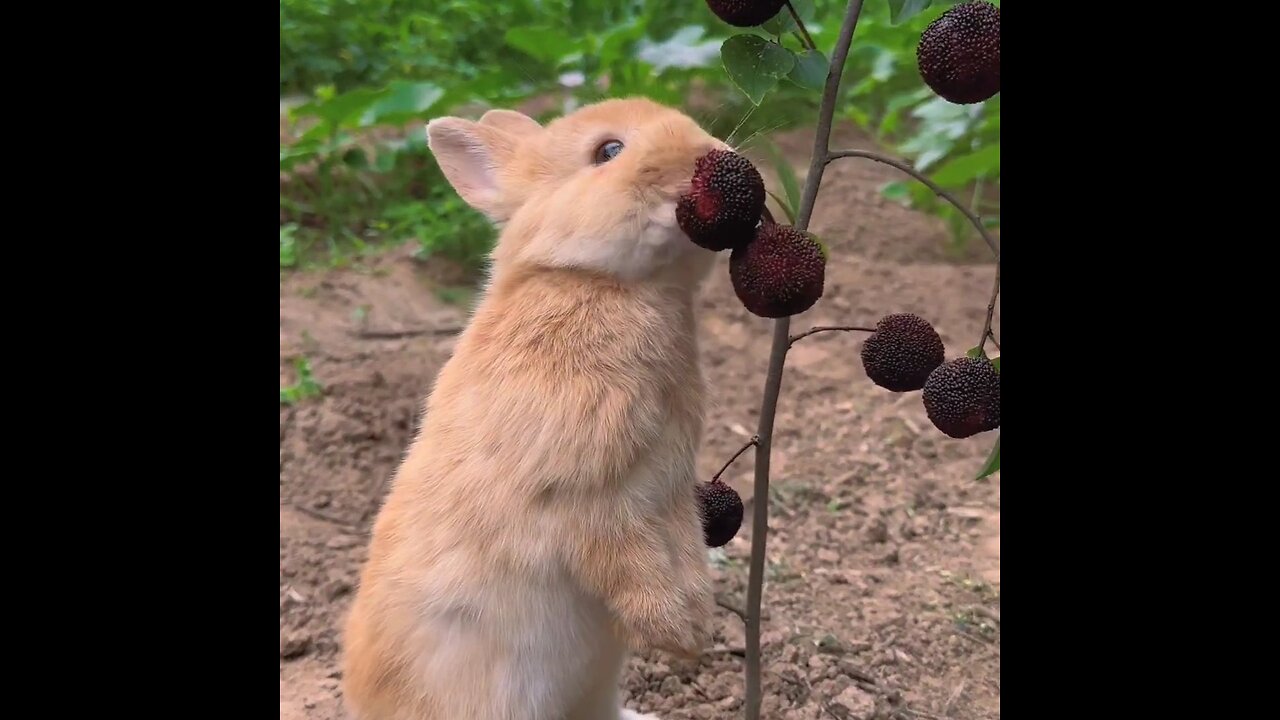 Little rabbit eating food