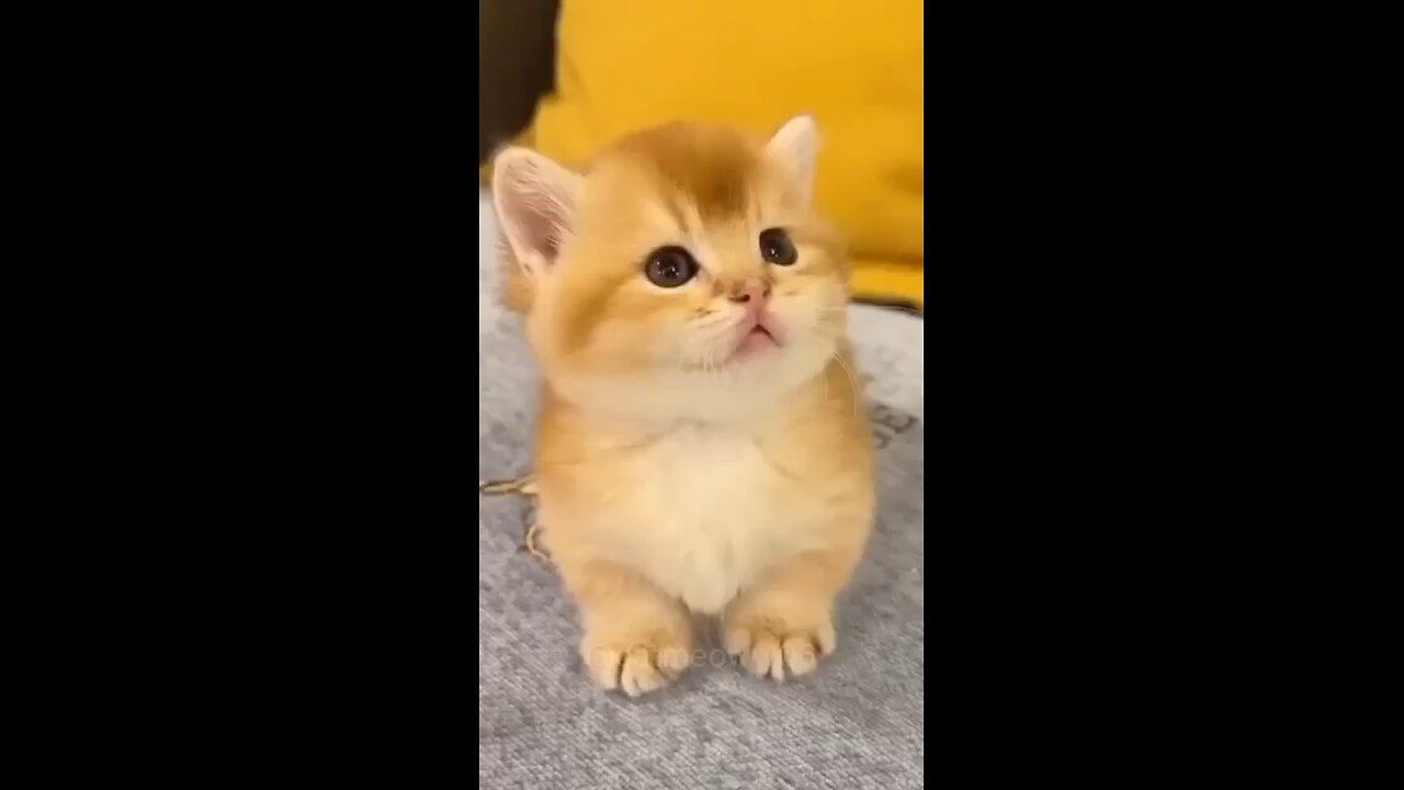 kittens