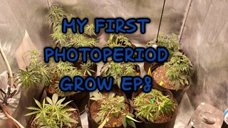 My First PhotoPeriod Grow EP8