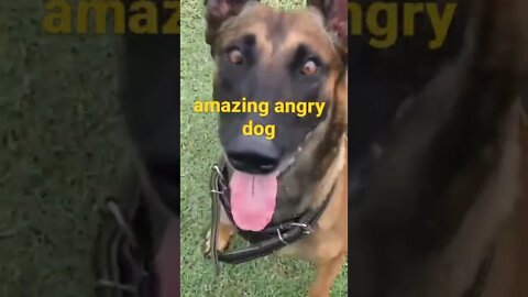 #amazing #angry #dog #shorts