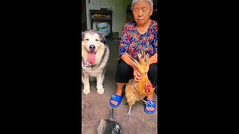 dog crying to c hen cutting