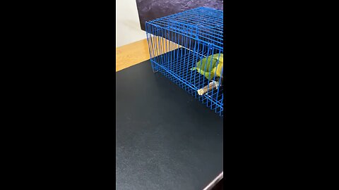 Parrot playing Game