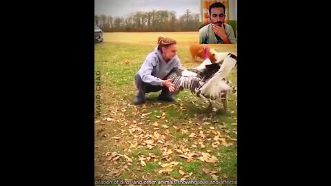 animals funny video