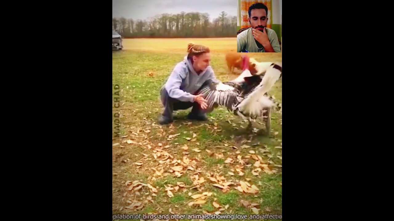 animals funny video