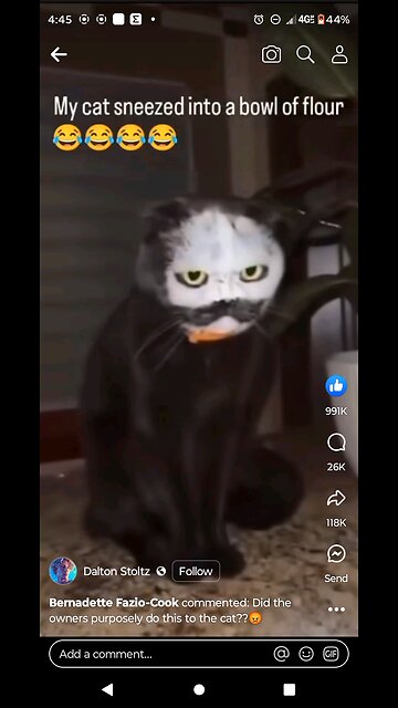 the cat is creepy as fuck with powder on its face