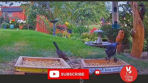 Caught on Camera-Bird Eating Bird- Bird eating bird caught on camera. #viral #viralvideo