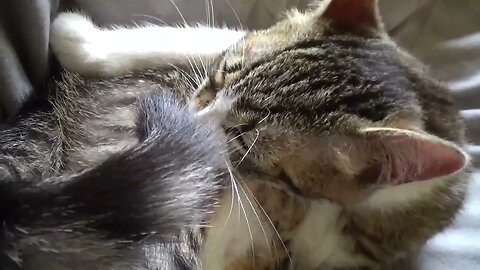 Kitten Grooms Himself With His Little Red Tongue