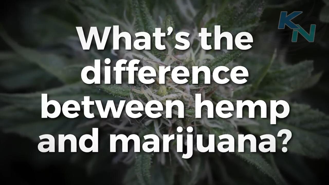 Learn CBD - What's The Difference Between Hemp & Marijuana?