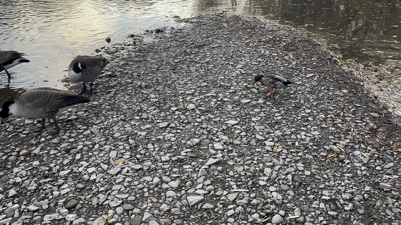 Friends hanging out keeping me company 👍🙏