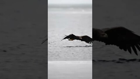 Белохвостый орлан в замедленной съемке / Bird #NatureShortsVideo