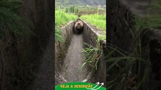 GATO SELVAGEM MONSTRUOSO #shorts