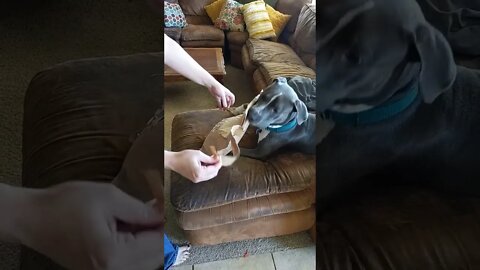 omg unboxing a new toy!!!! #einsteinsbackyard #shorts #pitbulls #short #kamotsbeauty #arizona #dog