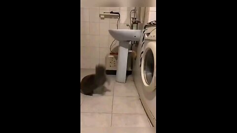 funny cat