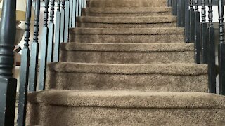 Our house bunny comes running when she hears her snack bag and treat noise!!