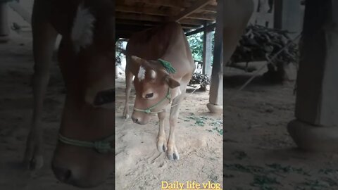 oh what is that cow trying to do