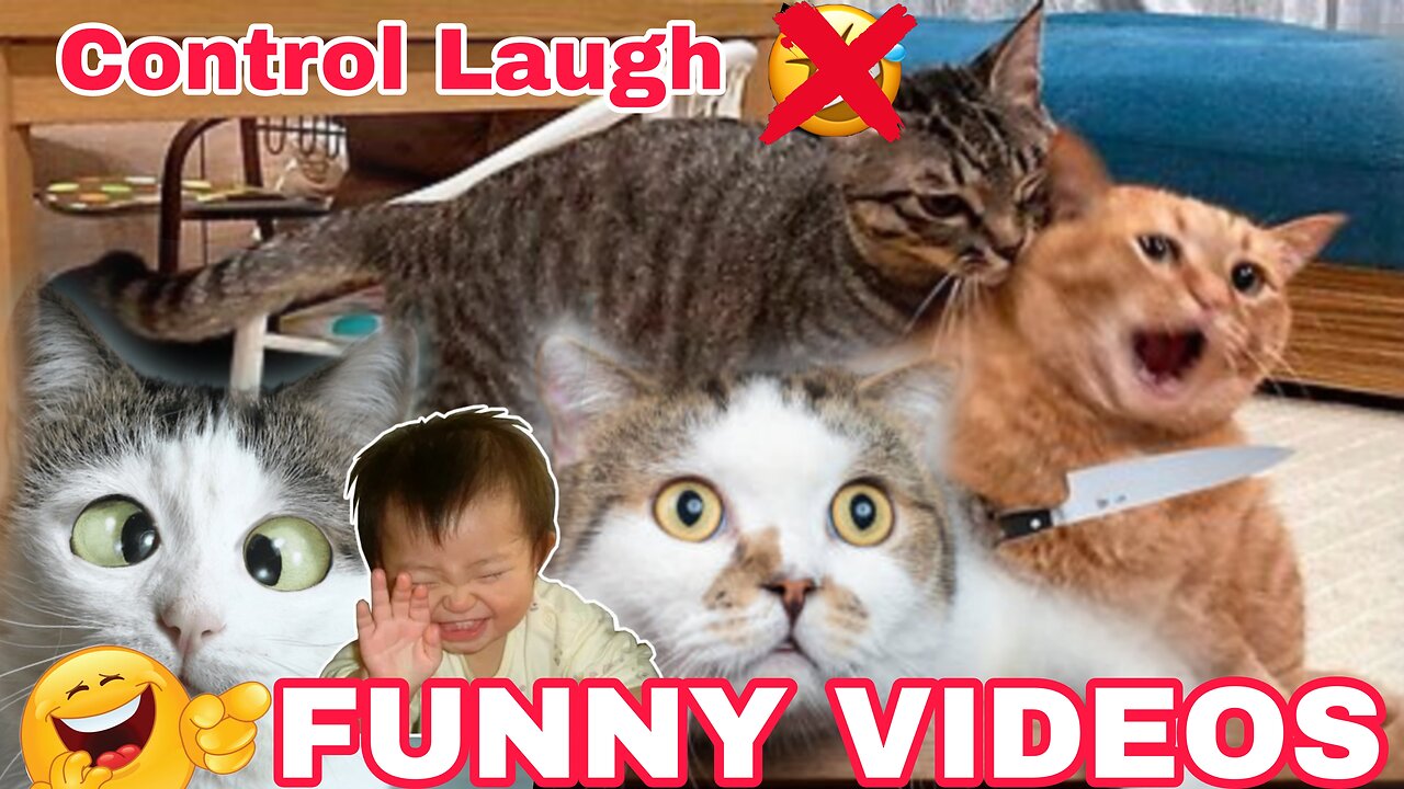FUNNY CAT VIDEOS 😆🤧😂|CONTROL Laugh 🤫,#Fun,#entertiment,#funnyvides,#viral,#Rumble,#fun,#jokes,