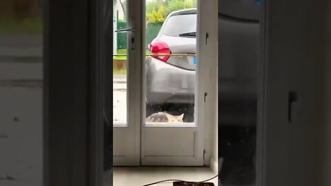 my cat get a little gift for me. thanx