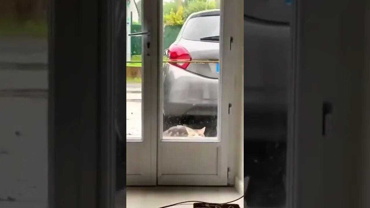 my cat get a little gift for me. thanx