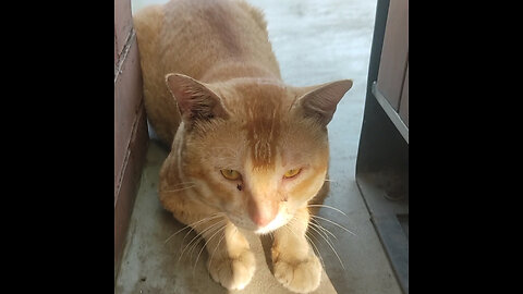 Why is my cat so quiet?