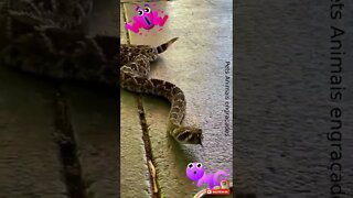 Você encararia essa Cobra? snake #shorts