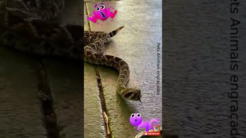 Você encararia essa Cobra? snake #shorts