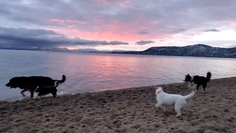 Ares loves every day at the beach with his buddies