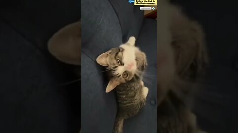 cute cat videos 😹 funny videos 😂 842 😻