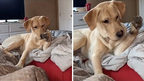 🐶 cute baby dog play with Duckling 🐥 #shorts