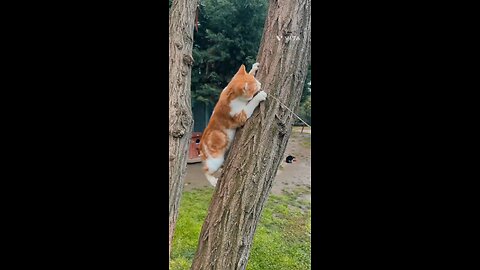 cute cat