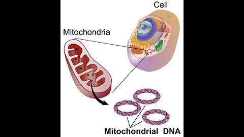 How did life evolve on an electric earth?