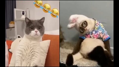 Funny animals 2023😆 - Funniest Cats and Dogs Video🐕🐈329 #shorts Part-13