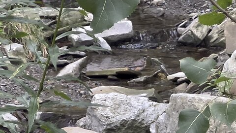 Juvenile Robin bathing