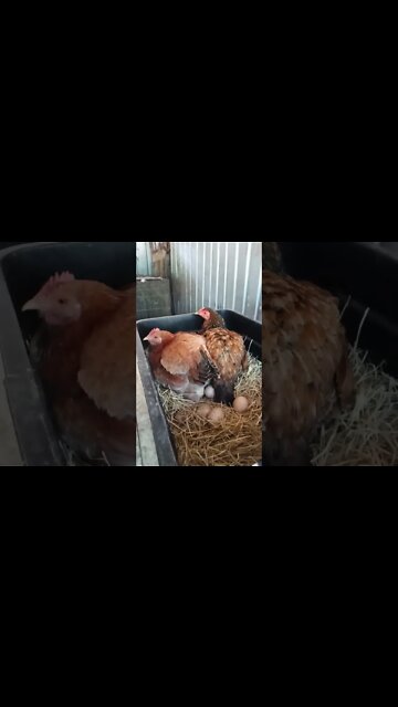 Good morning Forest and Chook chook