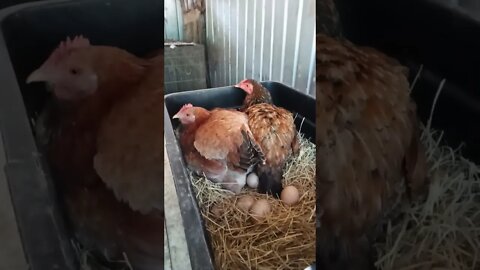 Good morning Forest and Chook chook