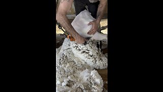 Freshly Peeled Sheep 🐑 Shearing on Rumble! 🍻