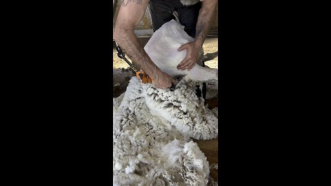 Freshly Peeled Sheep 🐑 Shearing on Rumble! 🍻