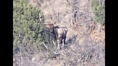 Arizona elk scouting, #2
