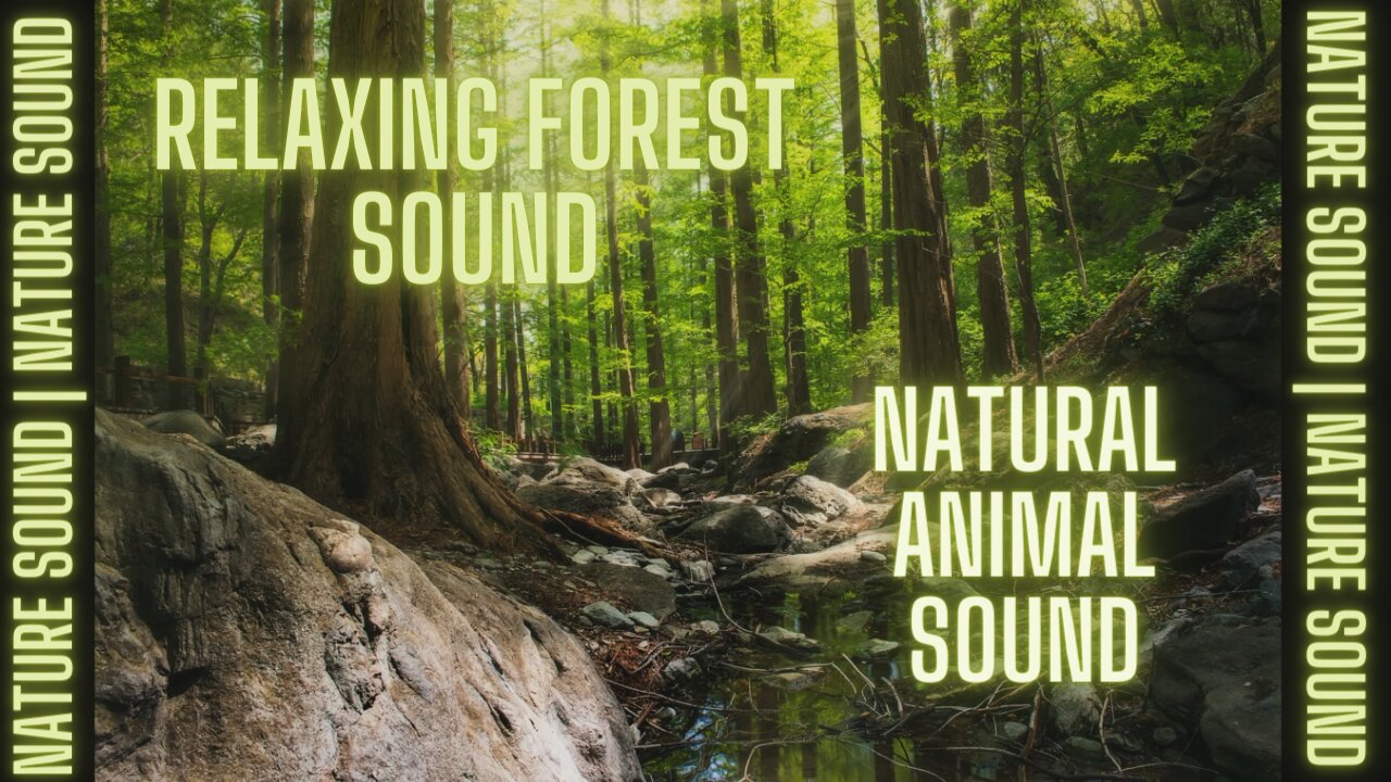 NATURE SOUND RELAX. FOREST RELAXING SOUND