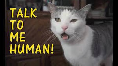 Cats talking !! these cats can speak english better than hooman
