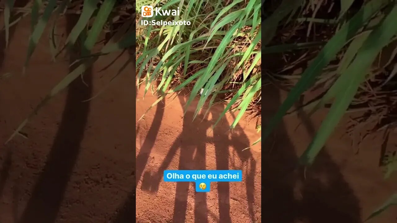 #anjos #cat #bike #vida #pet #adoção Anjos existem!
