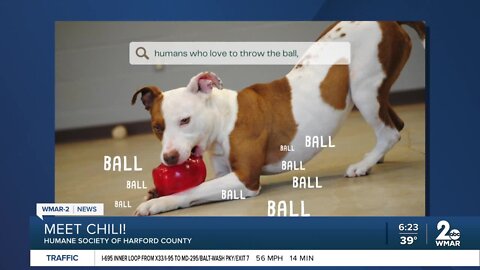 Chili the dog is up for adoption at the Humane Society of Harford County