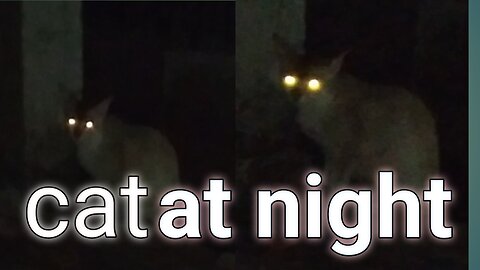 Cat at night looks like ghost