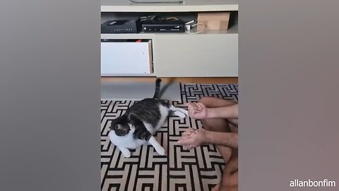 When cats rule the world - Funny Cat and Human