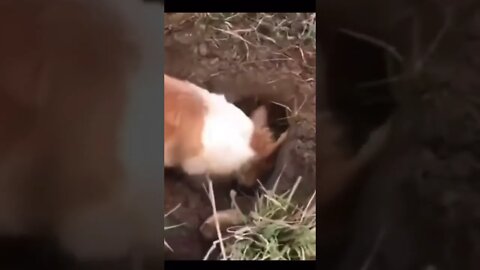 #animalsfunnyshorts #shorts #tiktok #tiktokvideo